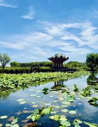 誤入莫奈花園！上海閔行浦江鎮牌樓村賞荷攻略