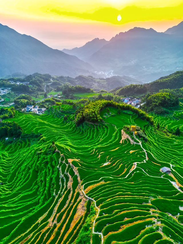 不是雲貴，江浙滬也有自己的絕美梯田