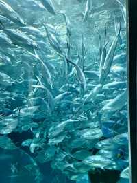 海底星辰，上海海洋水族館