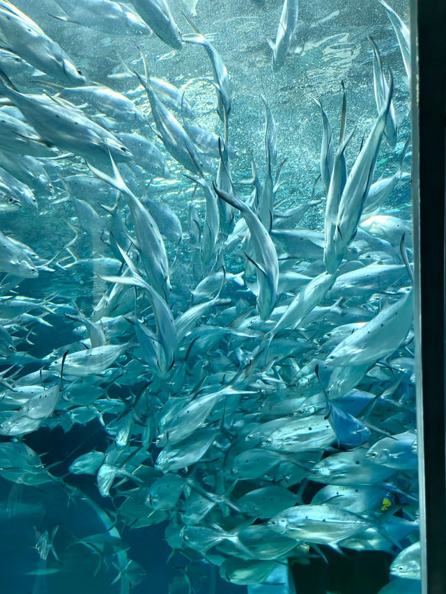 海底星辰，上海海洋水族館