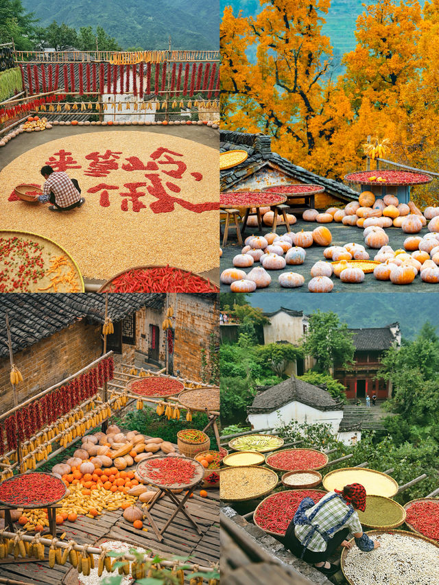 沒想到這個季節去篁嶺直接贏麻了攻略 沒想到這個季節去篁嶺直接贏麻了攻略