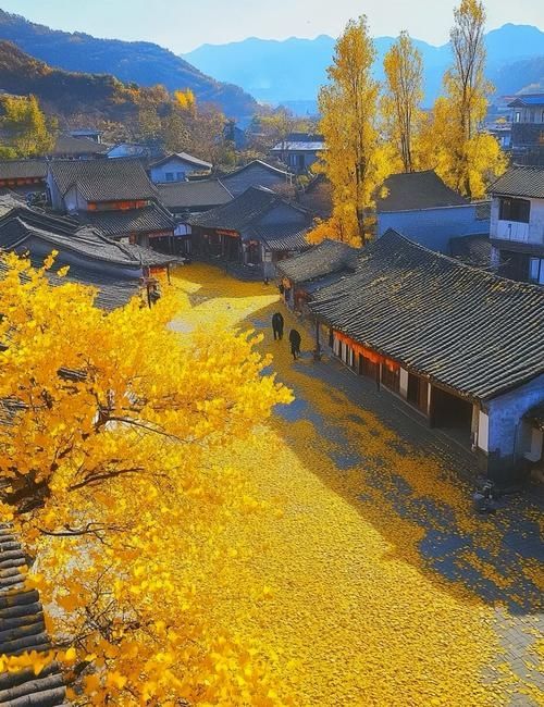 騰衝銀杏旅遊攻略