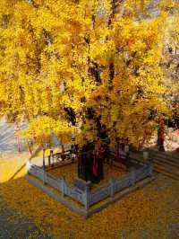 藏在鄭州市區法雲寺內的1200年銀杏已經黃了