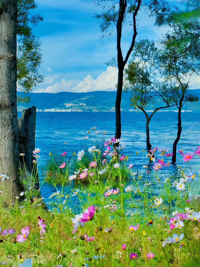 洱海邊格桑花海美得令人流連忘返