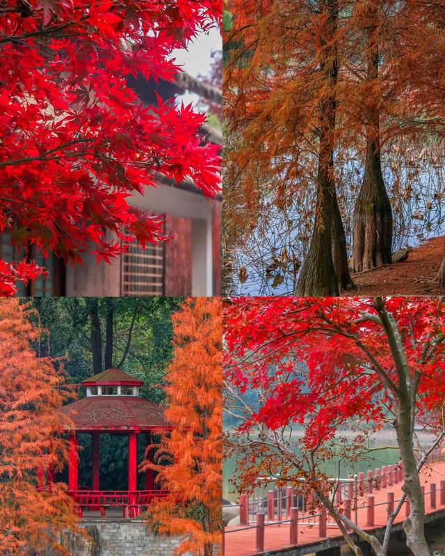 柳州紅杉林