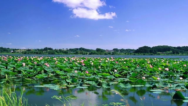華北秘境衡水湖觀鳥指南,速存! 華北秘境衡水湖觀鳥指南,速存!