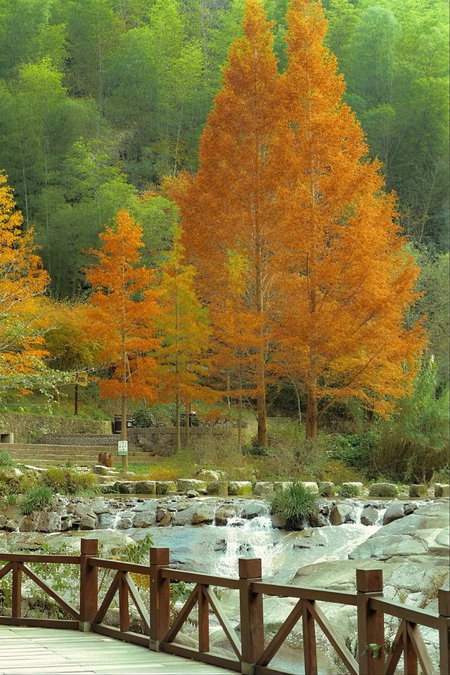 10月來天台山賞秋