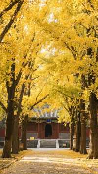 北京一的香山紅葉，四天三晚，旅行攻略