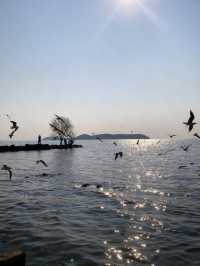 太湖追鷗奇遇記！60元船票解鎖「海陸空」三重浪漫！