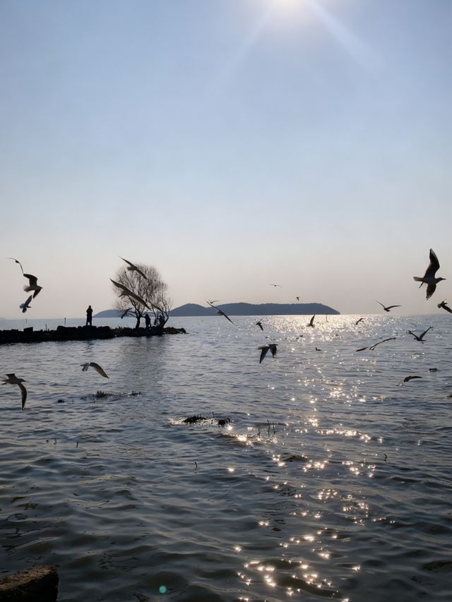太湖追鷗奇遇記！60元船票解鎖「海陸空」三重浪漫！
