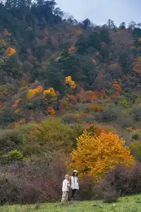 成都周邊一日往返，個不廢腿的彩林秘境