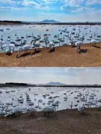 秋遊必看青島-威海-煙台玩樂全攻略