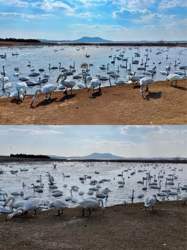 秋遊必看青島-威海-煙台玩樂全攻略 秋遊必看青島-威海-煙台玩樂全攻略