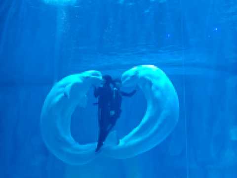 深圳海底世界必打卡~小梅沙海洋館