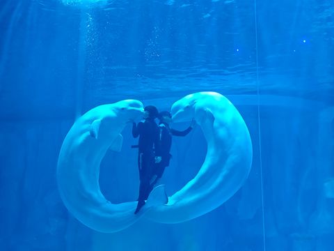 深圳海底世界必打卡~小梅沙海洋館 深圳海底世界必打卡~小梅沙海洋館