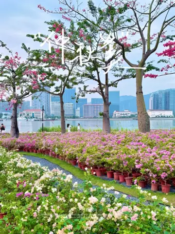 珠海花海長廊旅拍全攻略:在浪漫海岸線收藏四季之美