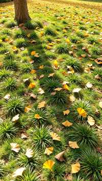 東爐村,一半是鄉愁,一半是童話,全是秋天!