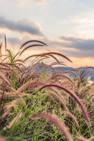 Autumn soaks Egret Island as cattails dance, hidden joy in the botanical garden