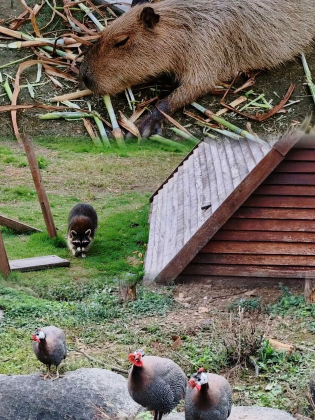 赴一場與蘆葦的約會，下渚湖的秋，藏不住的美