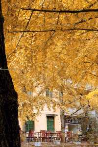 廣東銀杏天花板！韶關帽子峰旅遊景