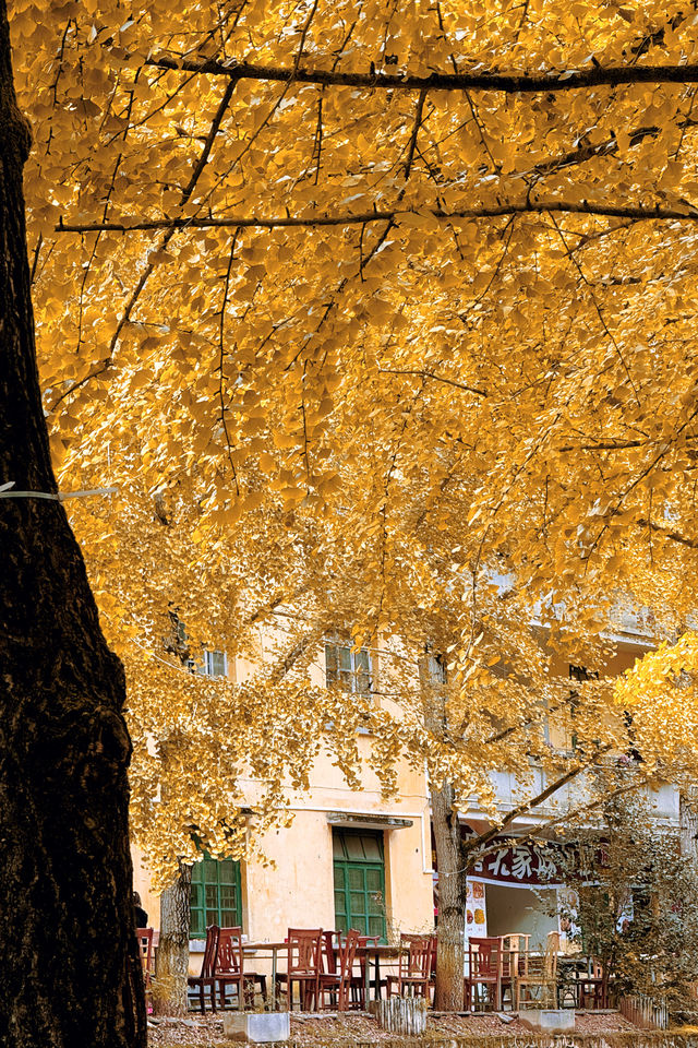 廣東銀杏天花板！韶關帽子峰旅遊景