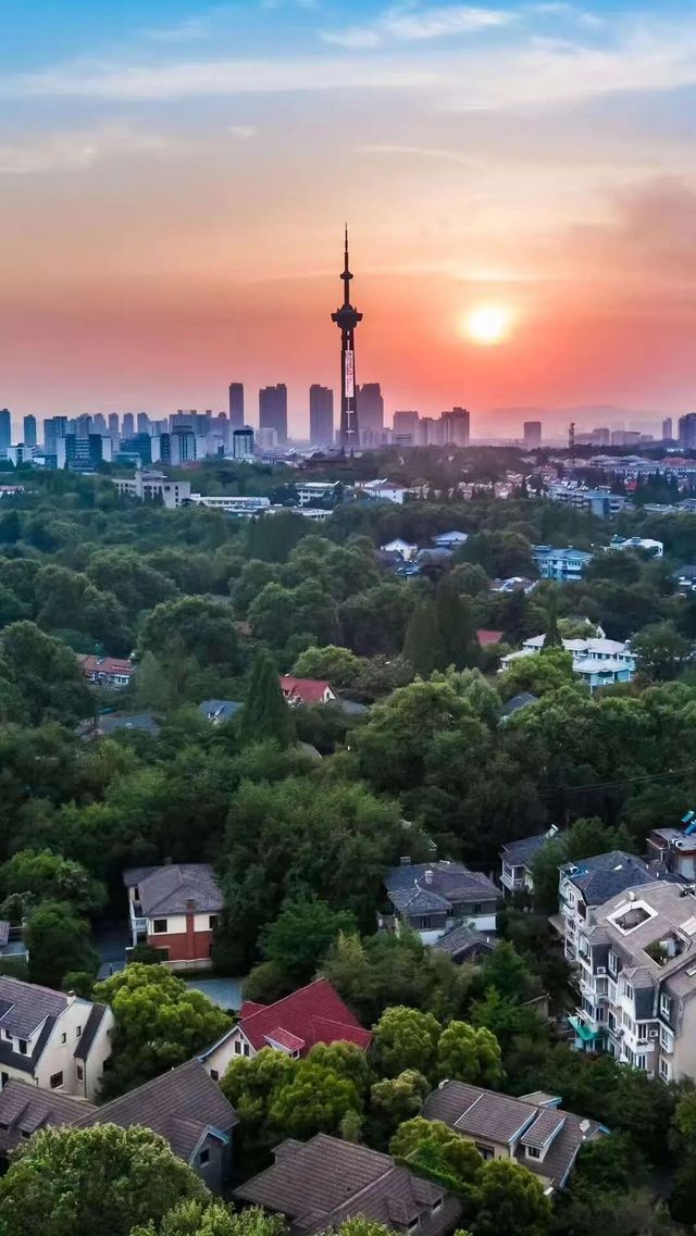 南京的樹正在刷屏