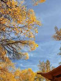 金塔胡楊林:千年守望,沙漠中的奇蹟!