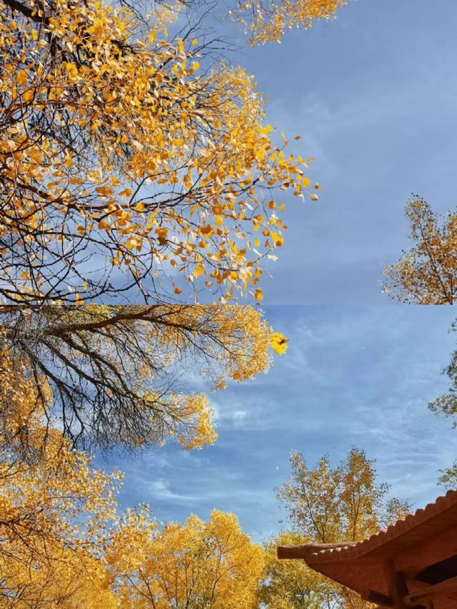 金塔胡楊林:千年守望,沙漠中的奇蹟! 金塔胡楊林:千年守望,沙漠中的奇蹟!