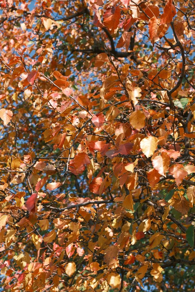 連雲港20分鐘秋景暴擊！逛個公園就闖進油畫裡