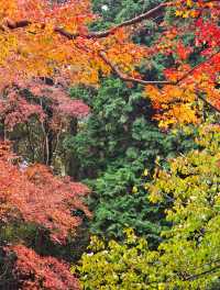 在廬山，抓住了秋天的尾巴