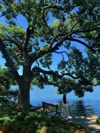 西湖隱世古樹治癒指南