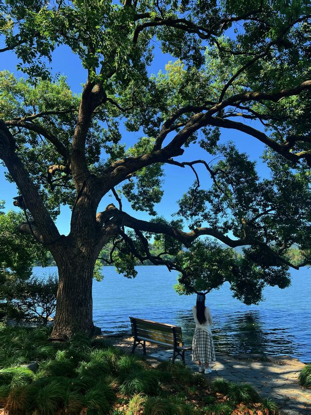 西湖隱世古樹治癒指南