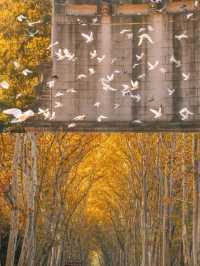 一句梧桐美，種滿南京城