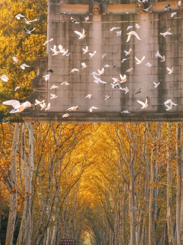 一句梧桐美，種滿南京城