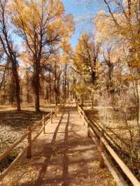 絕美秋色！在金塔胡楊林邂逅金色童話