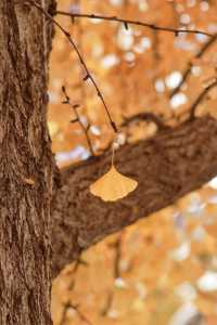 亞布力銀杏鋪秋箋，暖居枕林醉晴川