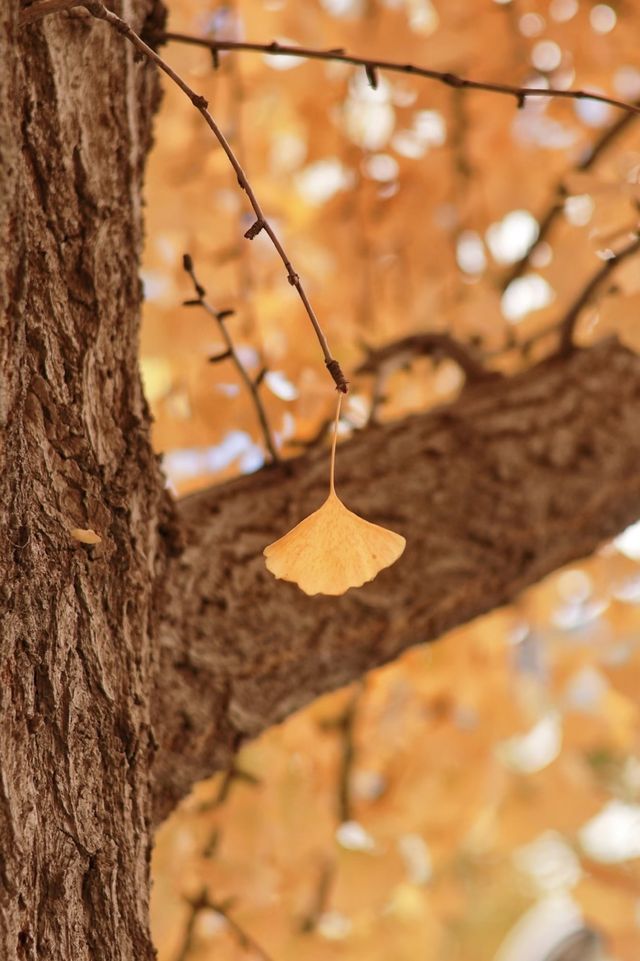 亞布力銀杏鋪秋箋，暖居枕林醉晴川