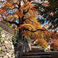 初冬江浙滬徒步指南丨金秋限定美景打卡地全公開！