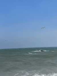 青島包車遊秋天出行超適合