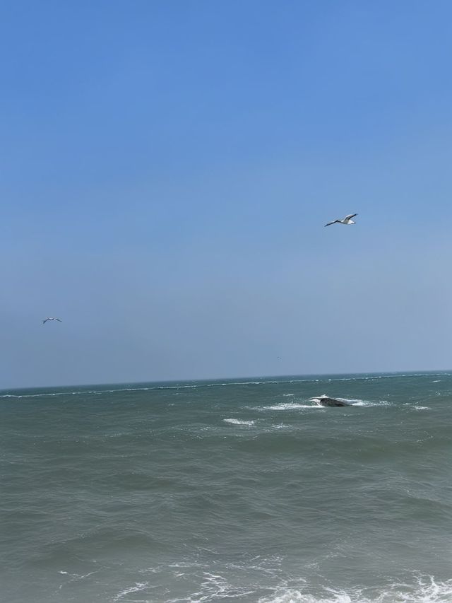 青島包車遊秋天出行超適合