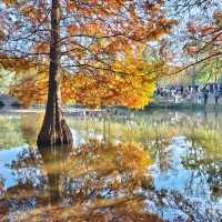 南京燕雀湖｜藏在城芯的秋日秘境，承包金陵所有溫柔