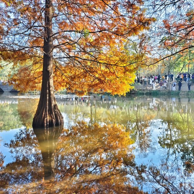 南京燕雀湖｜藏在城芯的秋日秘境，承包金陵所有溫柔