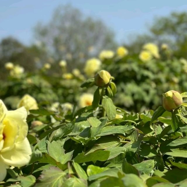 山東荷澤歡迎您