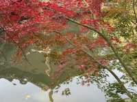 秋日虞山賞楓季