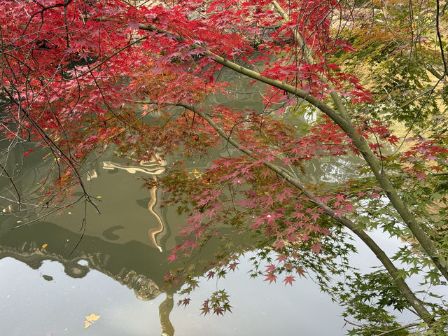 秋日虞山賞楓季