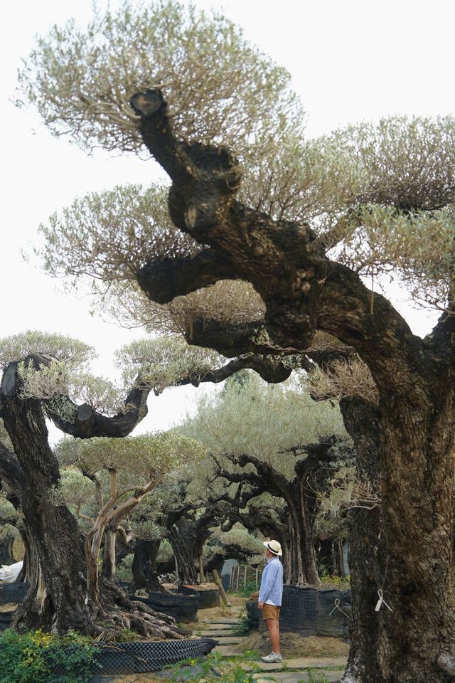 大膽預測這片奇幻森林將成為廣佛新頂流