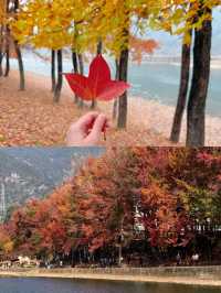 楠溪江秋冬遊攻略一鍵解鎖金黃柿子+古村曬秋+紅楓古道