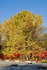 坐了3個小時公交來看2600年的老子手植銀杏