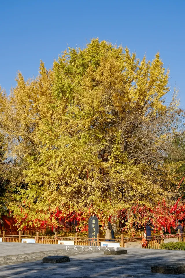 坐了3個小時公交來看2600年的老子手植銀杏