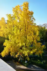 南京鼓樓公園銀杏｜紅牆光影+古今同框